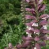 Stekelige Bereklauw (Acanthus Hungaricus) -Tuinplanten Winkel acanthus hungaricus 1