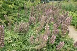 Stekelige Bereklauw (Acanthus Hungaricus) -Tuinplanten Winkel acanthus hungaricus 3