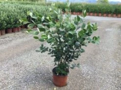 Ananasguave (Acca Sellowiana) -Tuinplanten Winkel acca01