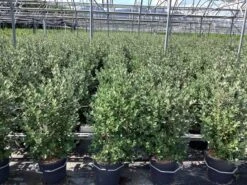 Ananasguave (Acca Sellowiana) -Tuinplanten Winkel acca sellowiana feijoa 3