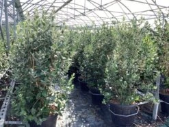 Ananasguave (Acca Sellowiana) -Tuinplanten Winkel acca sellowiana feijoa 4