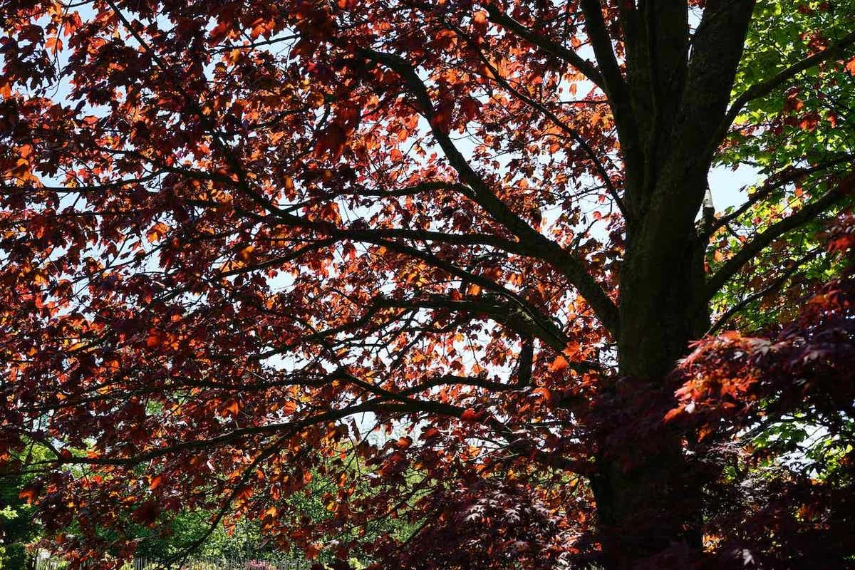 Rode Esdoorn (Acer Platanoides 'Crimson King') 4 Rode Esdoorn (Acer Platanoides 'Crimson King') - Afbeelding 2