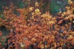 Japanse Esdoorn (Acer Palmatum 'Katsura') -Tuinplanten Winkel acer katsura bladvoorjaar lm02