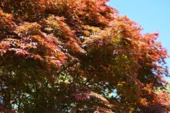 Japanse Esdoorn (Acer Palmatum 'Atropurpureum') -Tuinplanten Winkel acer palmatum atropurpureum lm02