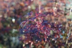 Japanse Esdoorn (Acer Palmatum 'Skeeter's Broom') 10 Japanse Esdoorn (Acer Palmatum 'Skeeter's Broom') -Tuinplanten Winkel acer palmatum skeetersbroom herfstblad lm01