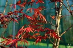 Japanse Esdoorn (Acer Palmatum 'Trompenburg') 13 Japanse Esdoorn (Acer Palmatum 'Trompenburg') -Tuinplanten Winkel acer palmatum trompenburg herfstblad lm01