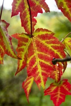 Rode Esdoorn (Acer Rubrum 'Scanlon') 6 Rode Esdoorn (Acer Rubrum 'Scanlon') -Tuinplanten Winkel acer rubrum scanlon bladv01