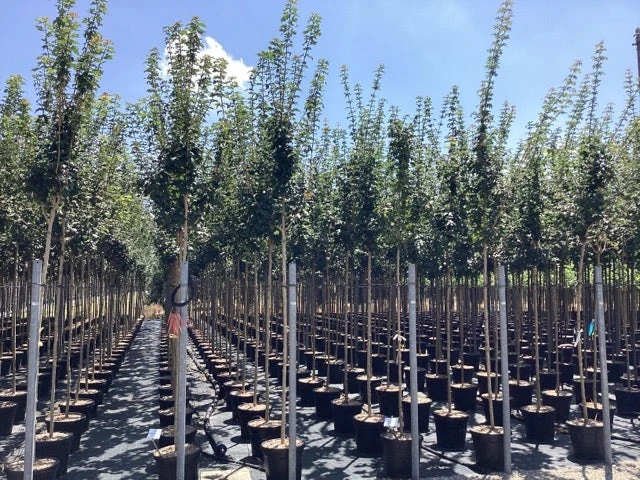 Esdoorn (Acer Campestre 'Elsrijk') 7 Esdoorn (Acer Campestre 'Elsrijk') - Afbeelding 5