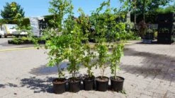 Veldesdoorn Als Haag (Acer Campestre) -Tuinplanten Winkel acer campestre haag