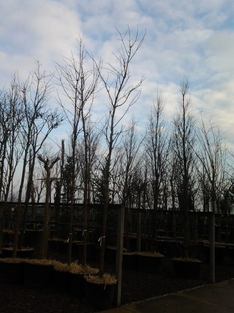 Rode Esdoorn (Acer Platanoides 'Crimson King') 13 Rode Esdoorn (Acer Platanoides 'Crimson King') - Afbeelding 11