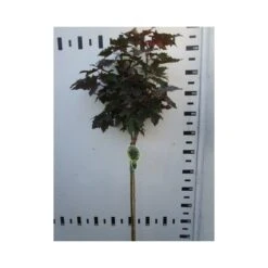 Noorse Esdoorn Op Stam (Acer Platanoides 'Crimson Sentry') -Tuinplanten Winkel acer crimson sentry 100 cm 1