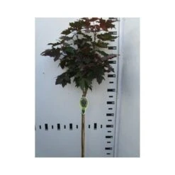Noorse Esdoorn Op Stam (Acer Platanoides 'Crimson Sentry') -Tuinplanten Winkel acer crimson sentry 80 cm 1