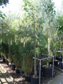 Chinese Esdoorn (Acer Davidii ) 9 Chinese Esdoorn (Acer Davidii ) -Tuinplanten Winkel acer davidii 12 14ho cont