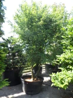 Chinese Esdoorn (Acer Davidii ) 8 Chinese Esdoorn (Acer Davidii ) -Tuinplanten Winkel acer davidii 350 400 c500 solitair meerstammig