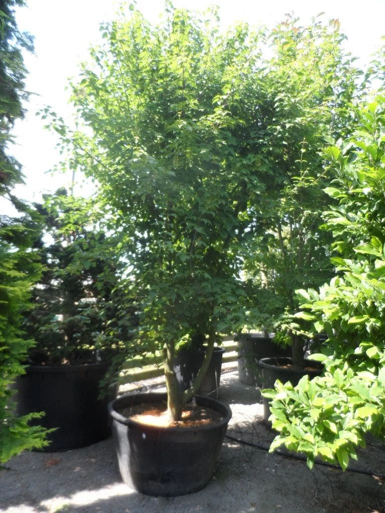 Chinese Esdoorn (Acer Davidii ) 5 Chinese Esdoorn (Acer Davidii ) - Afbeelding 3