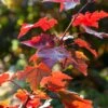 Rode Esdoorn (Acer Rubrum 'Fairview Flame') -Tuinplanten Winkel acer fairview flame