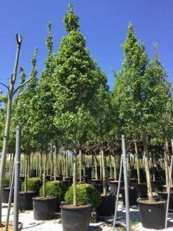 Rode Esdoorn (Acer Rubrum 'Fairview Flame') -Tuinplanten Winkel acer fairview flame2