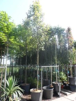 Esdoorn (Acer Freemanii 'Autumn Blaze') -Tuinplanten Winkel acer freemanii autumn blaze 14 16ho cont