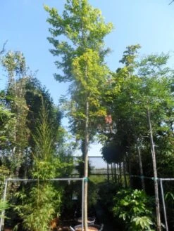 Esdoorn (Acer Freemanii 'Autumn Blaze') -Tuinplanten Winkel acer freemanii autumn blaze 25 30ho cont