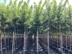 Esdoorn (Acer Freemanii 'Autumn Blaze') -Tuinplanten Winkel acer freemanii autumn blaze r 2