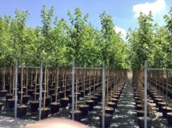 Esdoorn (Acer Freemanii 'Autumn Blaze') -Tuinplanten Winkel acer freemanii autumn blaze r 3