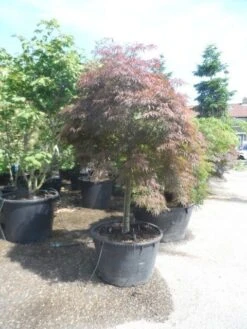 Japanse Esdoorn (Acer Palmatum 'Garnet') -Tuinplanten Winkel acer garnet 120 130stam extra