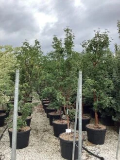 Papieresdoorn (Acer Griseum) -Tuinplanten Winkel acer griseum 1