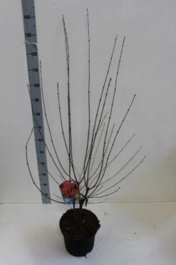 Papieresdoorn (Acer Griseum) -Tuinplanten Winkel acer griseum 80 100 cm co 7.5lz kopie