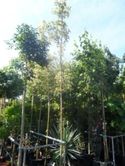 Vederesdoorn Als Boom (Acer Negundo 'Flamingo') -Tuinplanten Winkel acer negundo flamingo 10 12ho cont