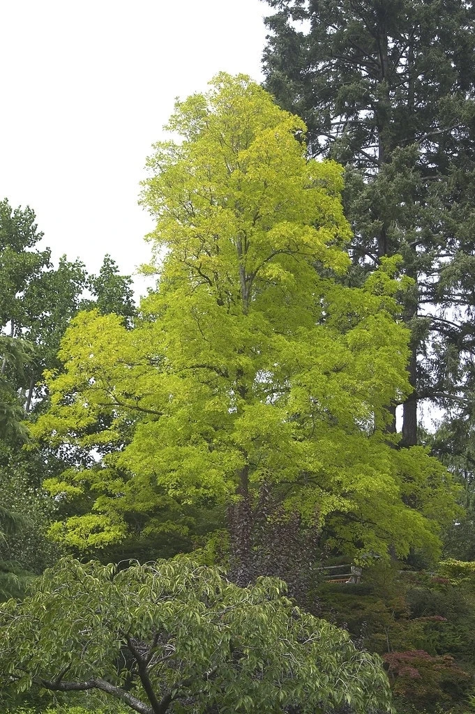 Vederesdoorn Als Boom (Acer Negundo 'Kelly's Gold') 4 Vederesdoorn Als Boom (Acer Negundo 'Kelly's Gold') - Afbeelding 2