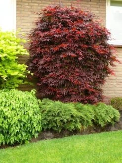 Japanse Esdoorn (Acer Palmatum 'Atropurpureum') -Tuinplanten Winkel acer p. atropurpureum 1