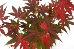 Japanse Esdoorn (Acer Palmatum 'Atropurpureum') -Tuinplanten Winkel acer p. atropurpureum 2