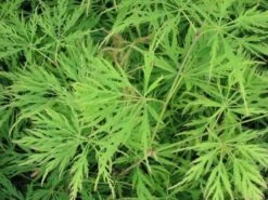 Japanse Esdoorn (Acer Palmatum 'Dissectum') -Tuinplanten Winkel acer p. dissectum achtergrond 1