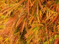 Japanse Esdoorn (Acer Palmatum 'Dissectum') -Tuinplanten Winkel acer p. dissectum achtergrond 2