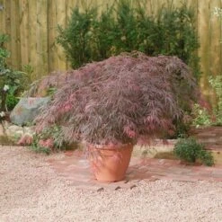 Japanse Esdoorn (Acer Palmatum 'Garnet') -Tuinplanten Winkel acer p. garnet2