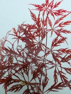 Japanse Esdoorn (Acer Palmatum 'Garnet') -Tuinplanten Winkel acer p. garnet 2