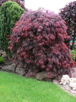 Japanse Esdoorn (Acer Palmatum 'Garnet') -Tuinplanten Winkel acer p. garnet 3