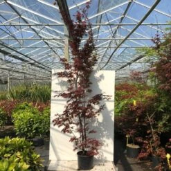 Japanse Esdoorn (Acer Palmatum 'Pixie') 6 Japanse Esdoorn (Acer Palmatum 'Pixie') -Tuinplanten Winkel acer pal. pixie c20