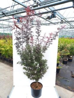 Japanse Esdoorn (Acer Palmatum 'Pixie') 7 Japanse Esdoorn (Acer Palmatum 'Pixie') -Tuinplanten Winkel acer pal. pixie c20 1