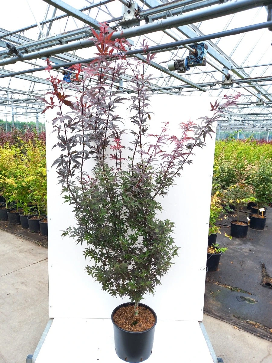 Japanse Esdoorn (Acer Palmatum 'Pixie') 5 Japanse Esdoorn (Acer Palmatum 'Pixie') - Afbeelding 3