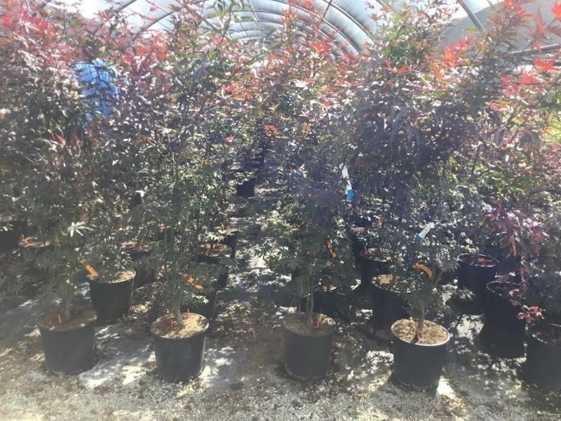 Japanse Esdoorn (Acer Palmatum 'Skeeter's Broom') 7 Japanse Esdoorn (Acer Palmatum 'Skeeter's Broom') - Afbeelding 5