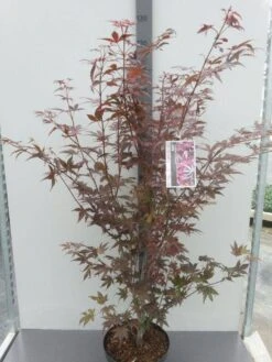 Japanse Esdoorn (Acer Palmatum 'Atropurpureum') -Tuinplanten Winkel acer palm. atropurpureum c10