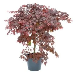 Japanse Esdoorn (Acer Palmatum 'Bloodgood') -Tuinplanten Winkel acer palm. bloodgood c50