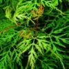 Japanse Esdoorn (Acer Palmatum 'Emerald Lace') -Tuinplanten Winkel acer palm. emerald lace 1