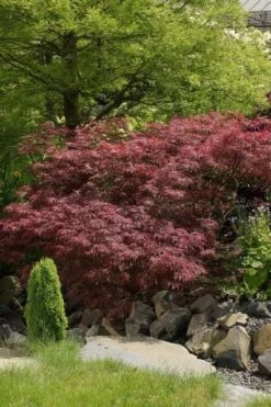 Japanse Esdoorn (Acer Palmatum 'Garnet') -Tuinplanten Winkel acer palm. garnet 71