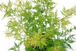 Japanse Esdoorn (Acer Palmatum 'Seiryu') -Tuinplanten Winkel acer palm. seiryu