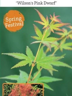 Japanse Esdoorn (Acer Palmatum 'Wilson's Pink Dwarf') -Tuinplanten Winkel acer palm. wilson s pink dwarf c3 1