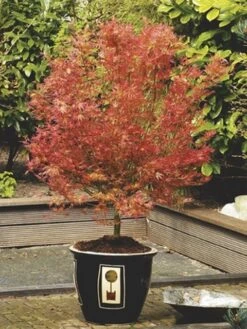 Japanse Esdoorn (Acer Palmatum 'Wilson's Pink Dwarf') -Tuinplanten Winkel acer palm. wilson s pink dwarf c3 2