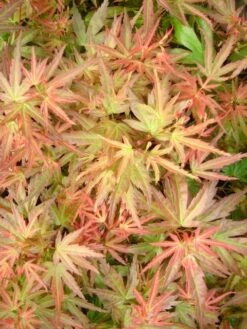 Japanse Esdoorn (Acer Palmatum 'Wilson's Pink Dwarf') -Tuinplanten Winkel acer palm. wilson s pink dwarf c3 3