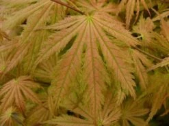 Japanse Esdoorn (Acer Palmatum 'Ariadne') -Tuinplanten Winkel acer palmatum ariadne 1